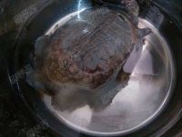 清炖甲鱼汤的做法步骤9