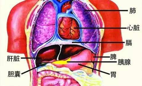 人体脾脏啊.jpg